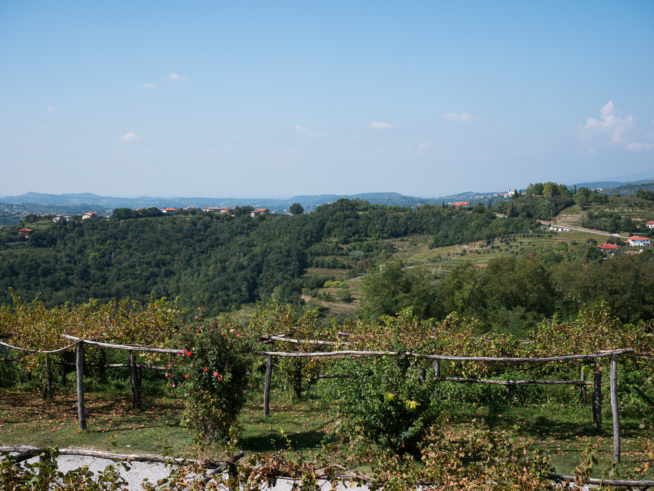 Rebzeilen mit Rosenstock – Blick über die Hügel des Collio